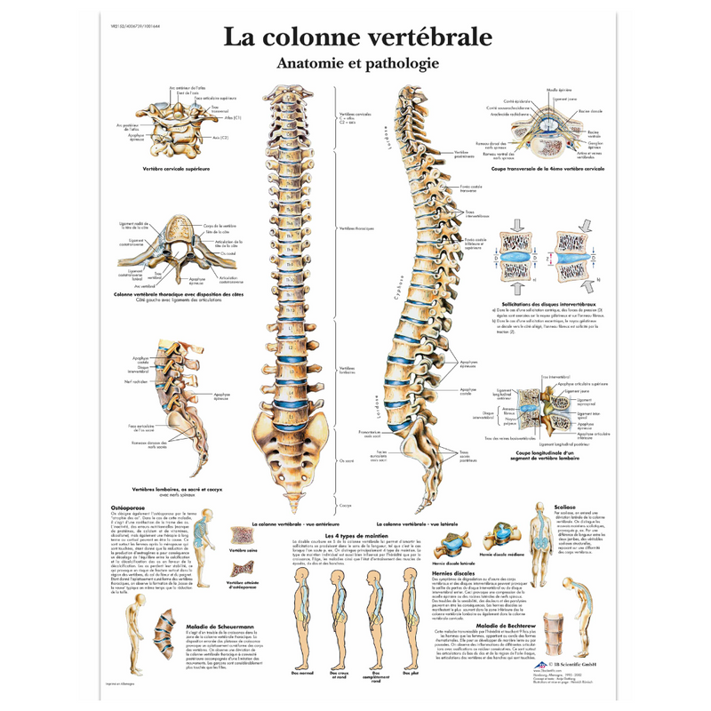 Planche anatomique Colonne vertébrale - 3B Scientific