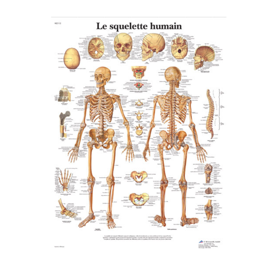Planche anatomique Squelette humain - 3B Scientific