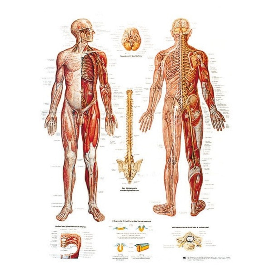 Planche anatomique Système nerveux - 3B Scientific