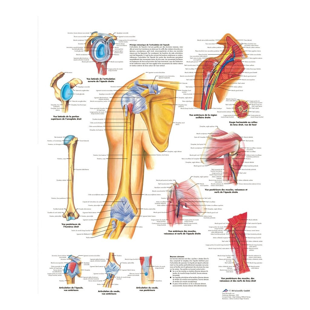 Planche anatomique Epaule et coude - 3B Scientific