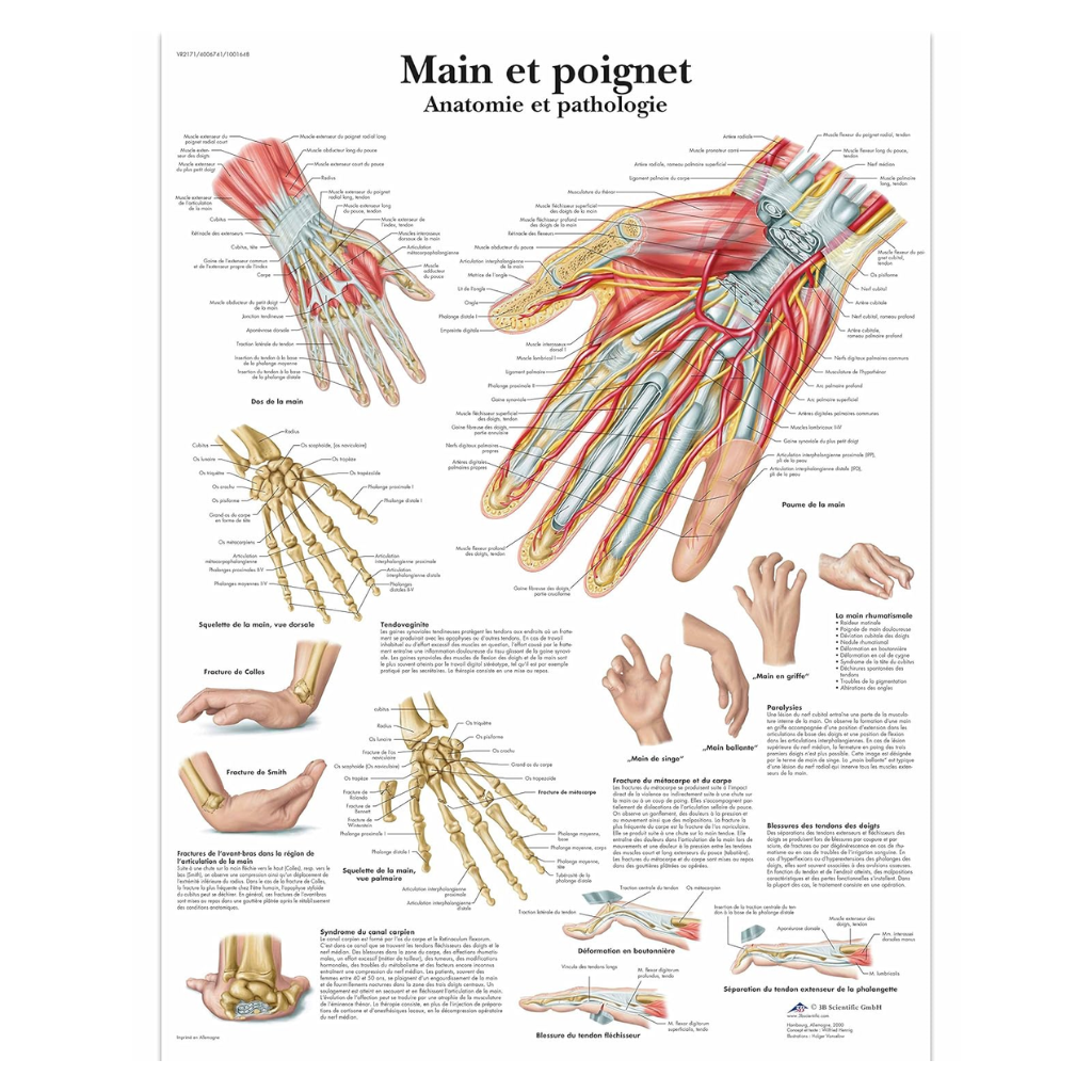 Planche anatomique Main et poignet - 3B Scientific