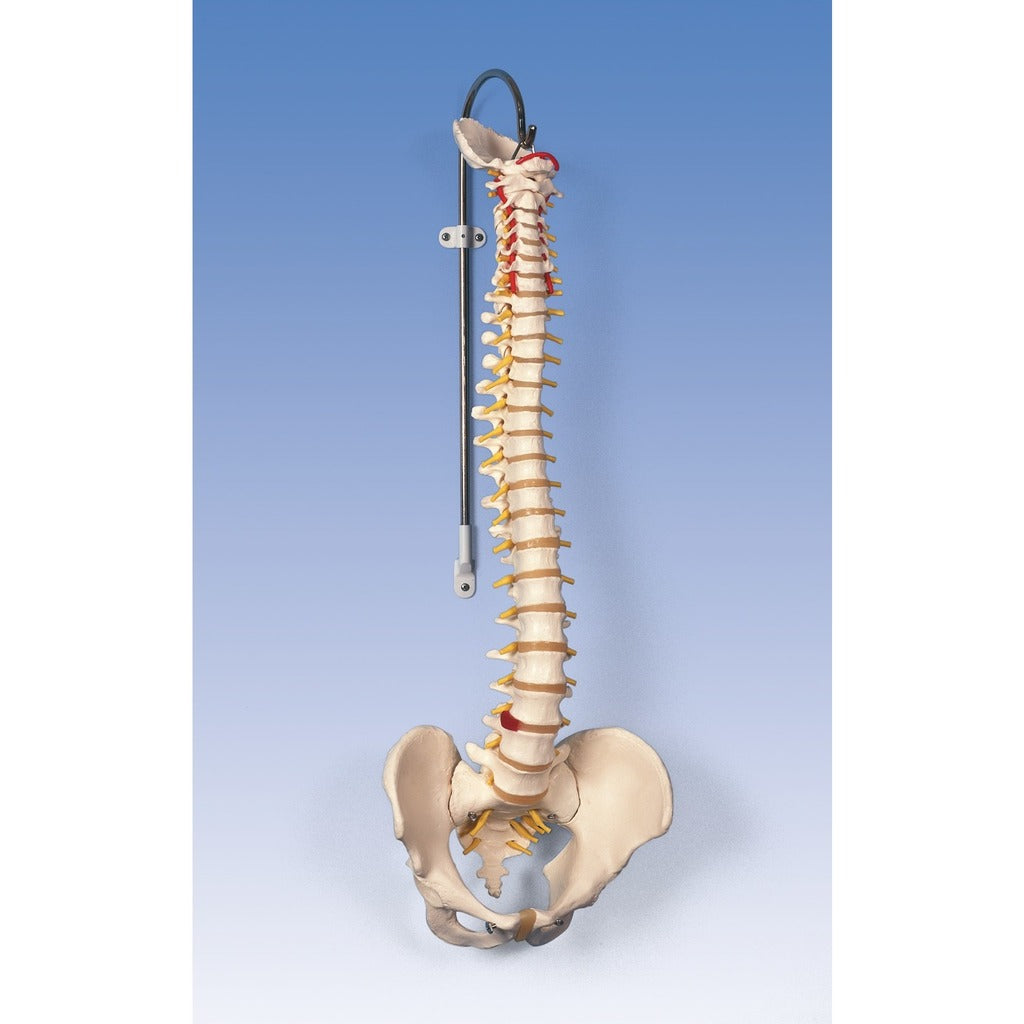 Colonne Vertebrale flexi.74cm bas.homme