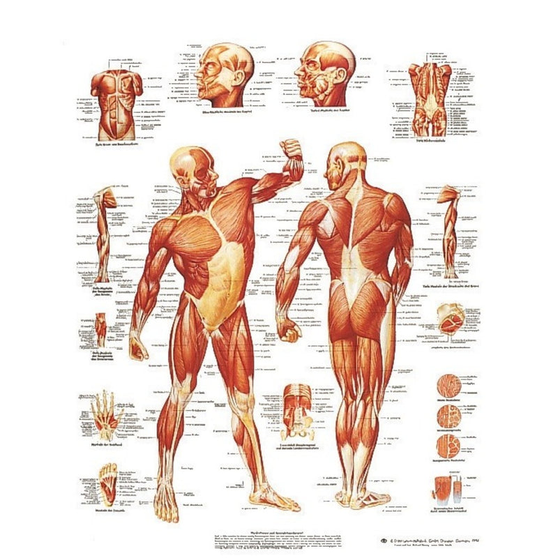 Planche anatomique - Musculature