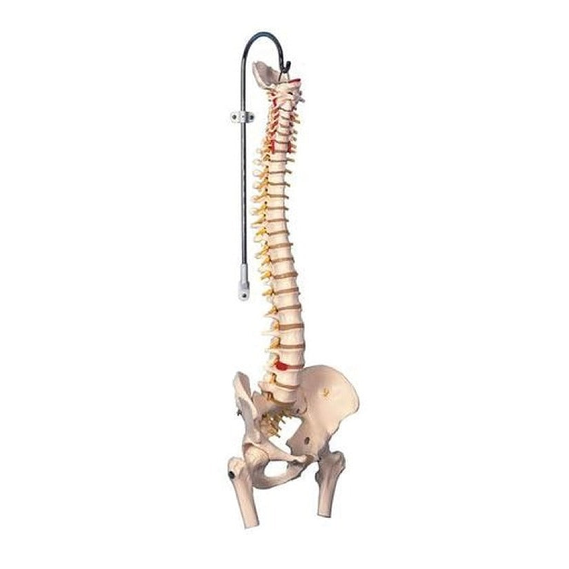 Colonne Vertebrale flexible a/moignons