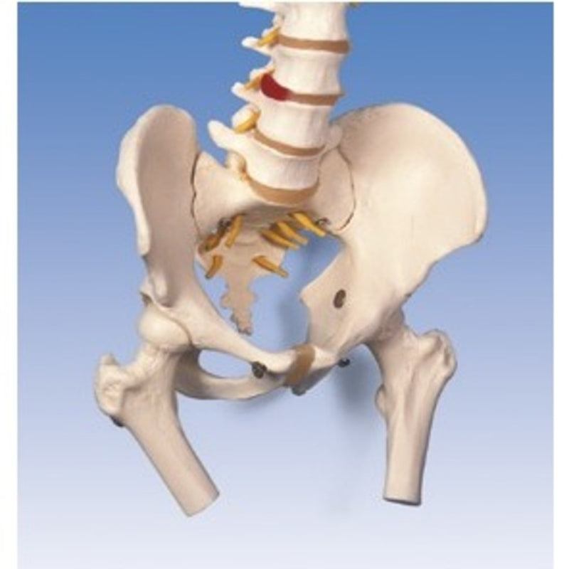 Colonne vertébrale avec moignons fémur